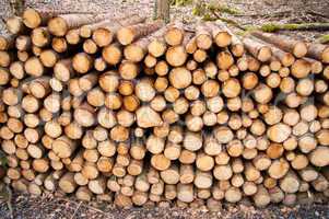 Feuerholz - Brennholz - Baumstämme