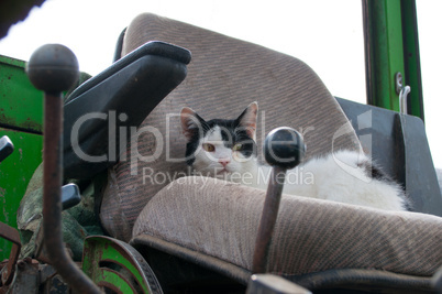 Katze in altem Traktor