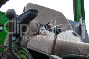 Katze in altem Traktor