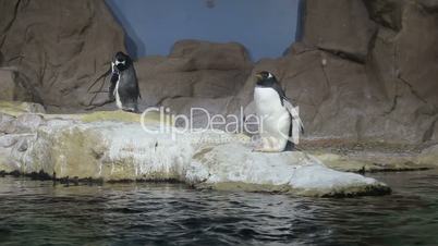 arctic penguin video 1080P