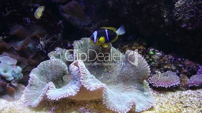 coral life underwater