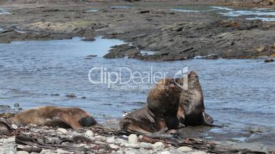 South American Sea Lions, Falkland Islands