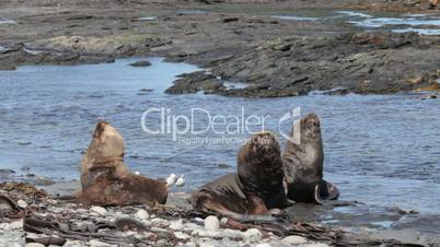 South American Sea Lions, Falkland Islands