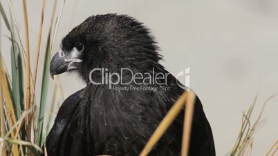 Striated Caracara, Falkland Islands