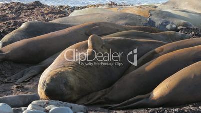 Elephant Seals, Falkland Islands