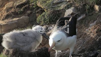 Black-browed Albatross chick being fed by adult, Falkland Islands