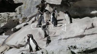 Rockhopper Penguins, Falkland Islands