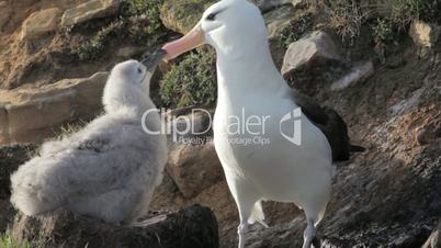 Black-browed Albatross chick being fed by adult, Falkland Islands
