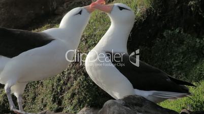 Black-browed Albatrosses, Falkland Islands