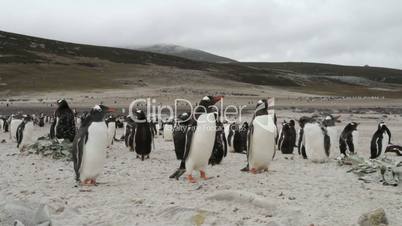 Gentoo Penguins, Falkland Islands
