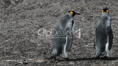 King Penguins, Falklands Islands