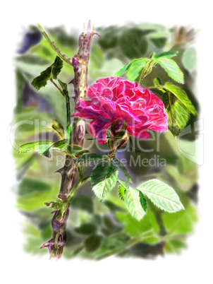Red rose on a rosebush branch. With background.
