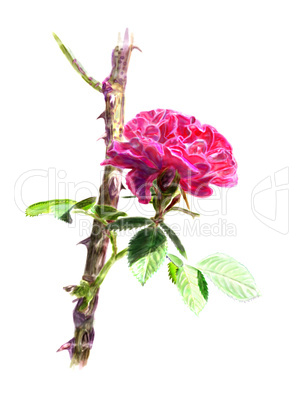 Red rose on a rosebush branch. Isolated.