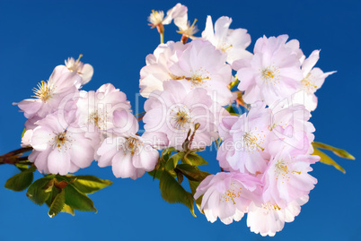 Kirschblüten am Ast