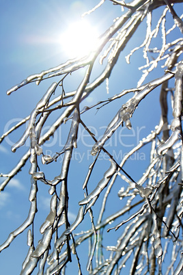 icy tree branches in the sunlight