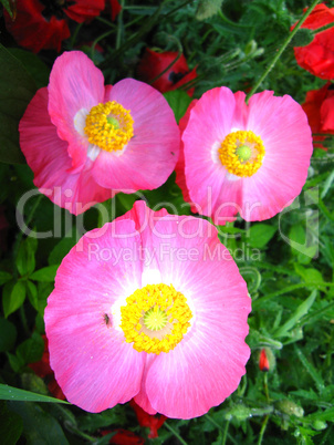 beautiful flowers of pink poppy