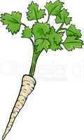 parsley root vegetable cartoon illustration