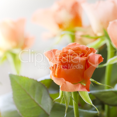 rosen rosen