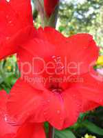 beautiful flower of gladiolus