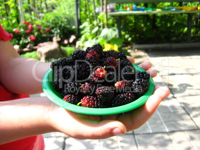 ripe berries of a mulberry on a plate