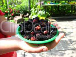 ripe berries of a mulberry on a plate
