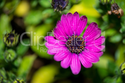 Violet daisy with purple bud on a green background