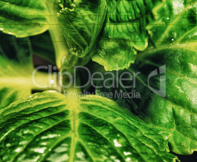 Green Leaves close-up with rain drops, black background