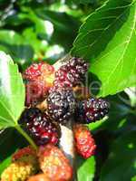 Branch of ripe mulberry