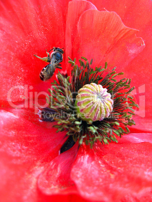 beautiful flower of red poppy and bee