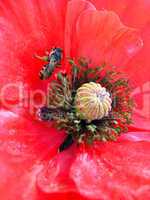 beautiful flower of red poppy and bee