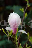 Magnolie - magnolia 13