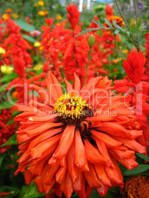 Beautiful fed flowers of salvia