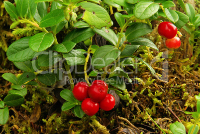 Preiselbeere Pflanze - cowberry plant 16