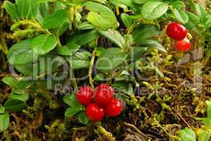 Preiselbeere Pflanze - cowberry plant 16
