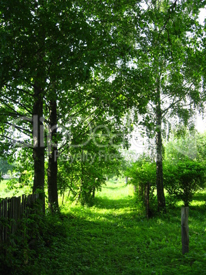 summer landscape of little rural street