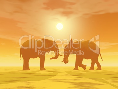 Elephant couple - 3D render