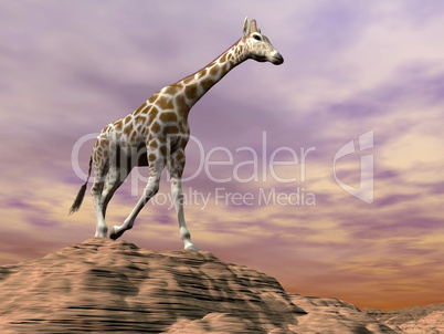 Giraffe observing on a dune - 3D render