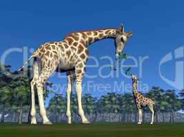 Giraffe mum feeding giraffon - 3D render