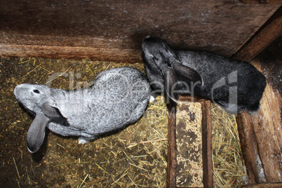 two grey rabbits in cell