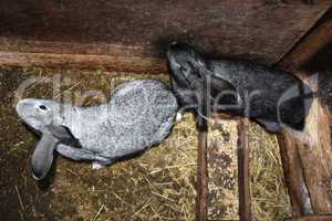 two grey rabbits in cell