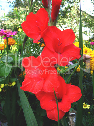 beautiful flower of gladiolus