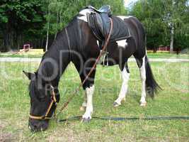 black and white pony with a saddle