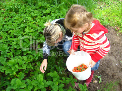 Mother and daughter collect a ripe strawberry on a bed