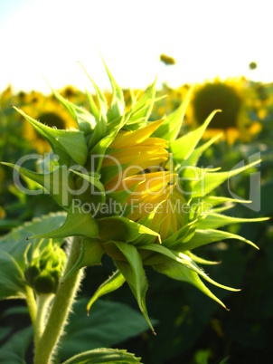 eautiful green sunflower in the field
