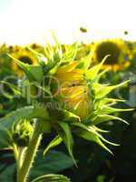 eautiful green sunflower in the field