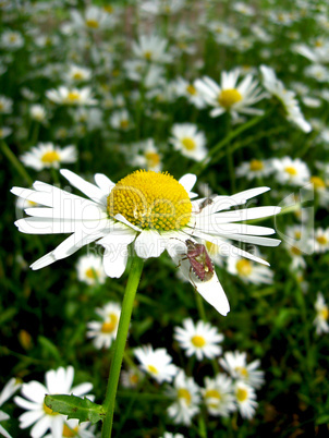 little beetle on the white beautiful chamomile