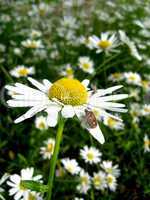 little beetle on the white beautiful chamomile