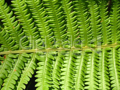 Fine pattern from leaves of fern