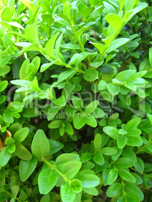 green background from leaves of a plant