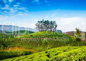 Tea plantations in India